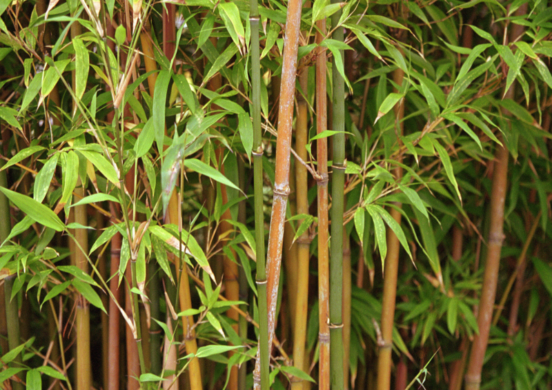 Vai bamboo duoc lam tu cay tre