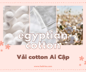 chat lieu vai cotton ai cap egyptian cotton