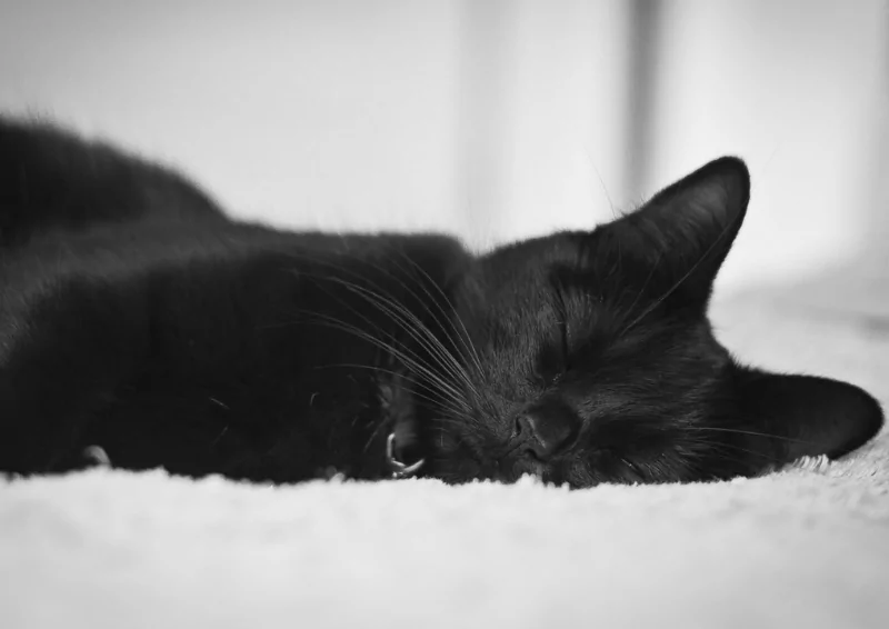 Nằm mơ thấy cảnh mèo đen chết